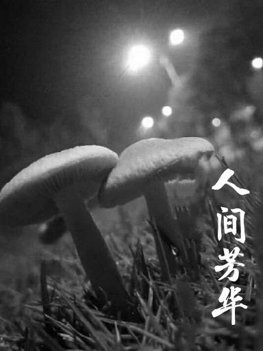 人间什么芳菲