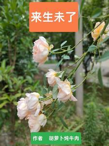 来生未了情歌曲简谱